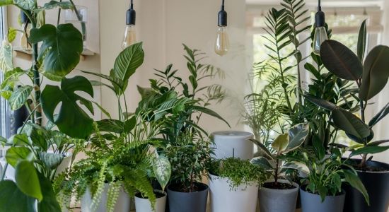 Les plantes vertes dans une véranda ! Les plantes vertes dans une véranda !