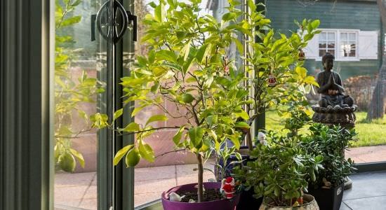 Les plantes dans la véranda Les plantes dans la véranda